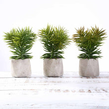 Load image into Gallery viewer, Set of 3 | 8" Assorted Spiky Crassula Artificial Plants with Pots