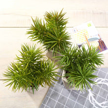 Load image into Gallery viewer, Set of 3 | 8" Assorted Spiky Crassula Artificial Plants with Pots