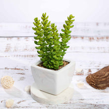 Load image into Gallery viewer, Set of 3 | 8'' Assorted Sedum Oaxacanum Artificial Plants with Pots
