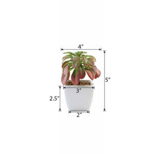Load image into Gallery viewer, Set of 3 | 5'' Assorted Echeveria or Grape Artificial Plants with Pots