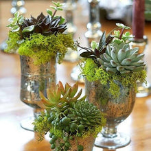 Load image into Gallery viewer, Set of 3 | 6" Spike Aeonium Decorative Artificial Plants