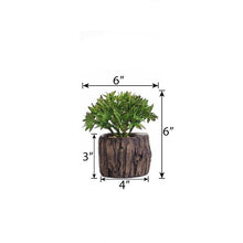 Load image into Gallery viewer, Set of 3 | 6" Assorted Aeonium Artificial Plants with Pots
