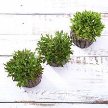 Load image into Gallery viewer, Set of 3 | 6" Assorted Aeonium Artificial Plants with Pots
