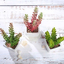 Load image into Gallery viewer, Set of 3 | 8'' Assorted Sedum Oaxacanum Artificial Plants with Pots
