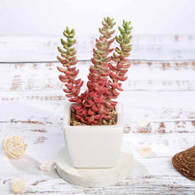 Load image into Gallery viewer, Set of 3 | 8'' Assorted Sedum Oaxacanum Artificial Plants with Pots
