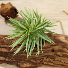 Load image into Gallery viewer, Set of 3 | 7" Spiky Crassula Decorative Artificial Plants
