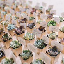 Load image into Gallery viewer, Set of 3 | 3'' Assorted Green Mini Artificial Plants with Pots
